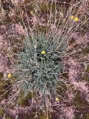 Hymenopappus filifolius
