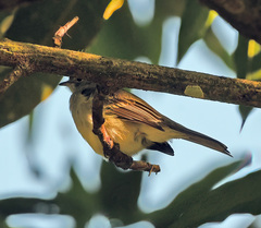 Elaenia flavogaster