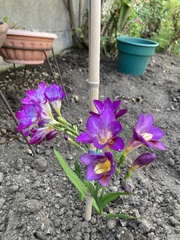 Freesia leichtlinii