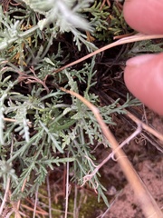 Hymenopappus filifolius
