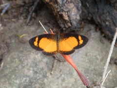 Tegosa