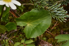 Caltha leptosepala