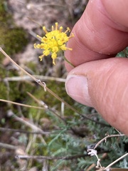Hymenopappus filifolius