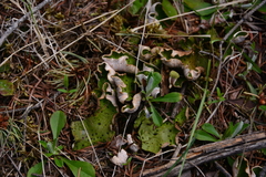 Peltigera