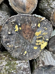 Trichoderma sulphureum