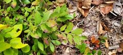 Vaccinium myrtilloides