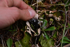 Peltigera