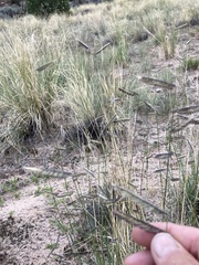 Bouteloua gracilis