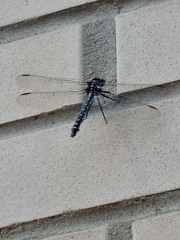 Anisoptera