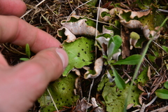Peltigera