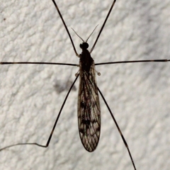 Limoniinae