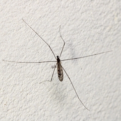 Limoniinae