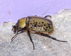 Dynastes hyllus