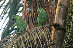 Graydidascalus brachyurus