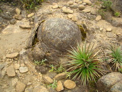 Eryngium paniculatum