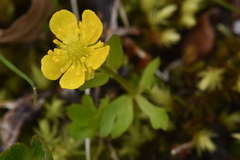 Ranunculus eschscholtzii