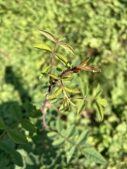 Rosa nutkana