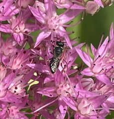 Hylaeus
