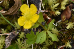 Ranunculus eschscholtzii