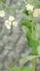 Ageratina altissima