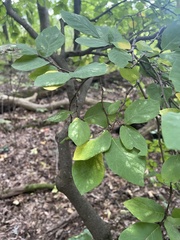 Dirca palustris
