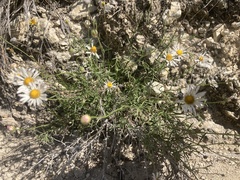 Erigeron modestus