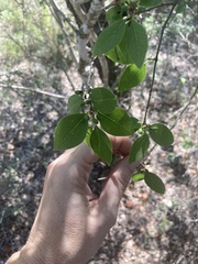 Forestiera reticulata