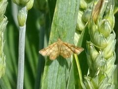 Cleta ramosaria