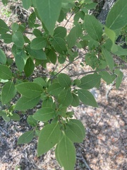 Forestiera reticulata