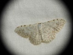 Scopula submutata