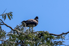 Anhima cornuta