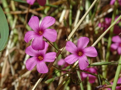 Oxalis articulata