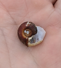 Planorbella trivolvis