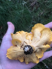 Cantharellus