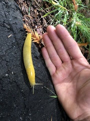 Ariolimax dolichophallus