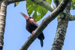 Galbalcyrhynchus leucotis