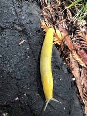 Ariolimax dolichophallus