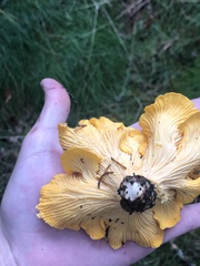 Cantharellus