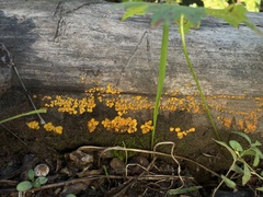 Calycina