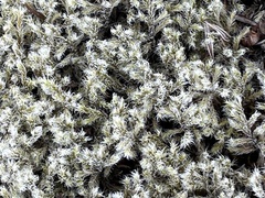 Racomitrium lanuginosum