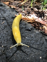 Ariolimax dolichophallus