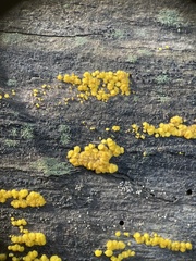 Calycina