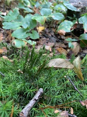Polytrichum formosum