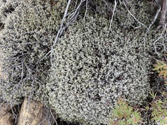 Racomitrium lanuginosum