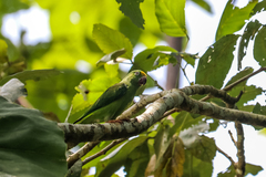 Brotogeris sanctithomae