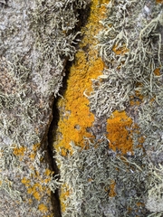 Xanthoria