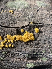Calycina