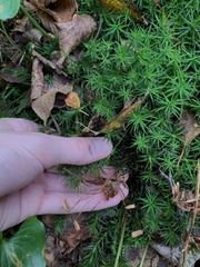 Polytrichum formosum