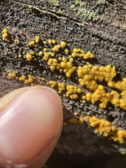Calycina