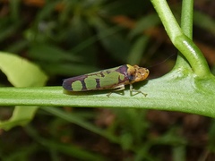 Paraulacizes panamensis